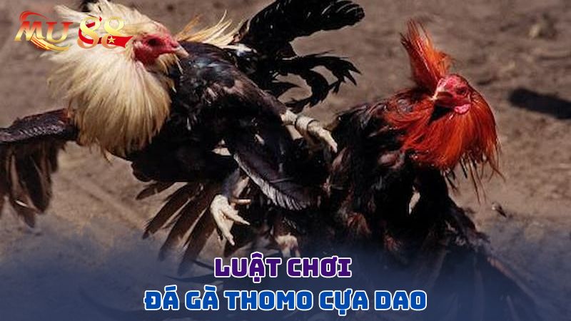 Luật chơi đá gà thomo cựa dao