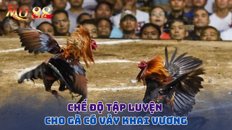 Chế độ tập luyện cho gà có vảy khai vương