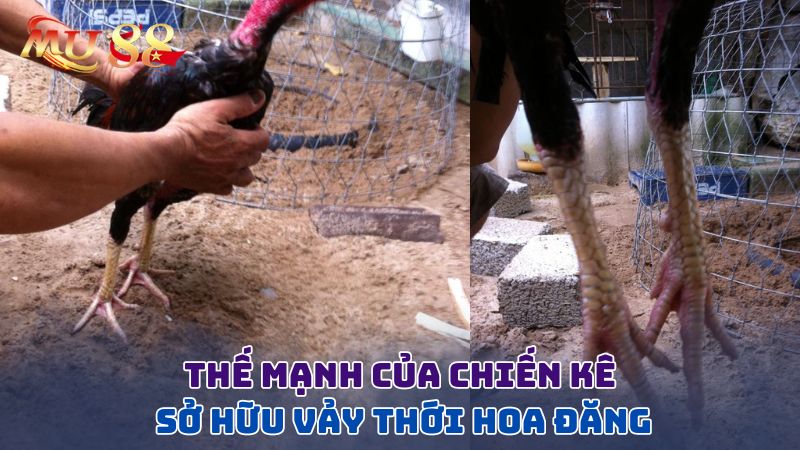 Thế mạnh của chiến kê sở hữu vảy thới hoa đăng