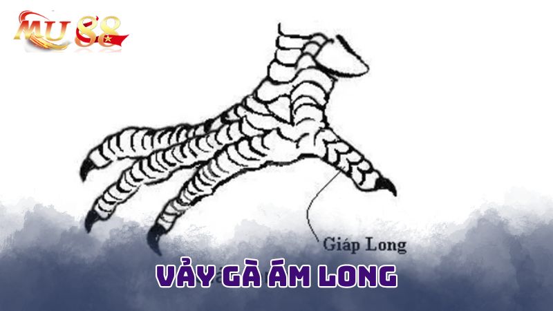 Lợi thế của gà có vảy ám long