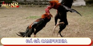 Đá gà Campuchia hấp dẫn