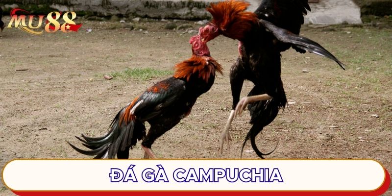 Đá gà Campuchia hấp dẫn