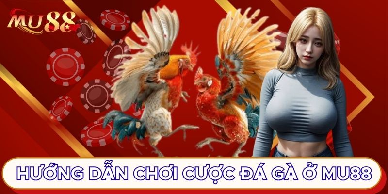 Hướng dẫn chơi cược đá gà ở MU88