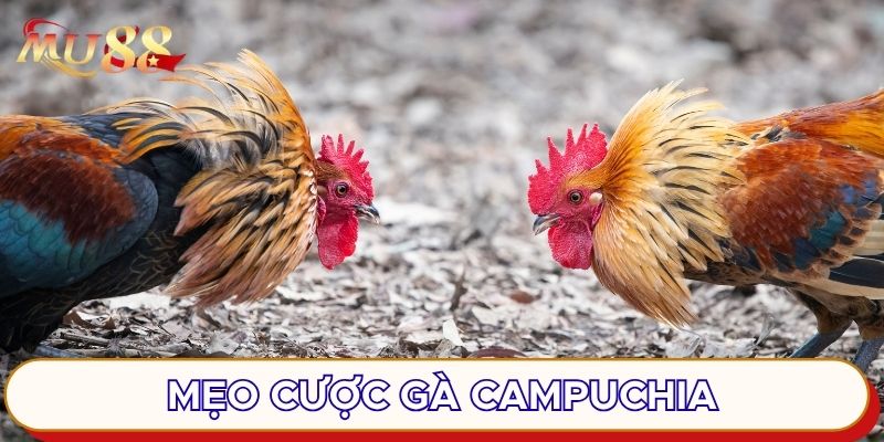 Mẹo cược gà Campuchia