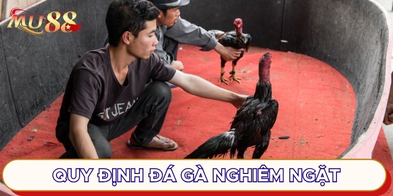 Quy định đá gà nghiêm ngặt