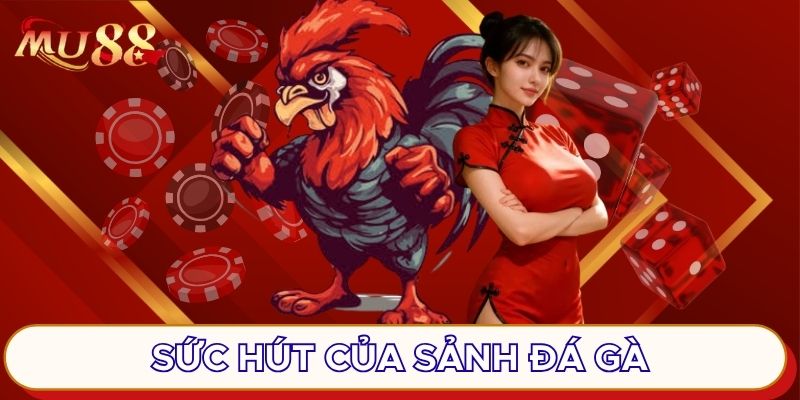 Sức hút của sảnh đá gà
